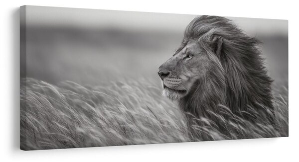 Quadro su tela – Maestoso leone nella natura