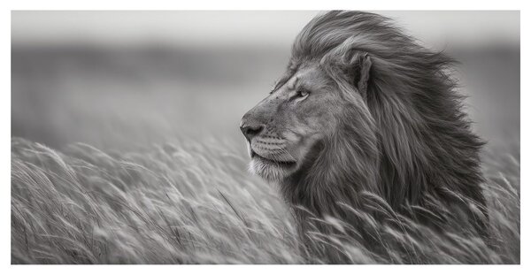 Quadro su tela – Maestoso leone nella natura