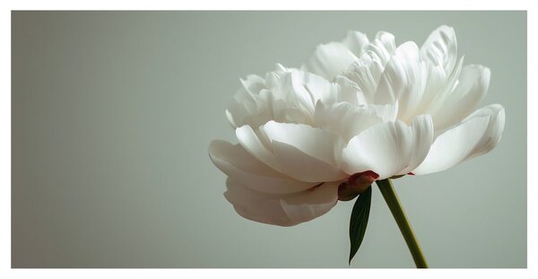 Quadro su tela – Eleganza floreale su bianco