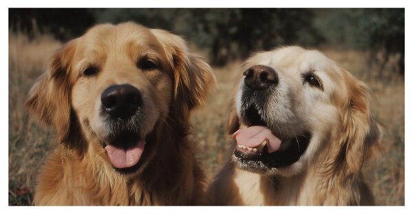 Quadro su tela – Oro nel pelo dei cani