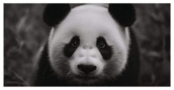 Quadro su tela – Panda bianco e nero sorridente