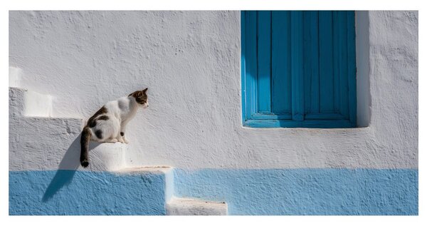 Quadro su tela – Gatto tranquillo alla finestra