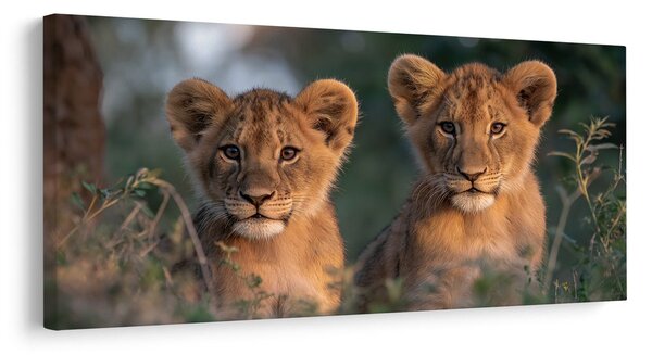 Quadro su tela – Coppia di giovani leoni