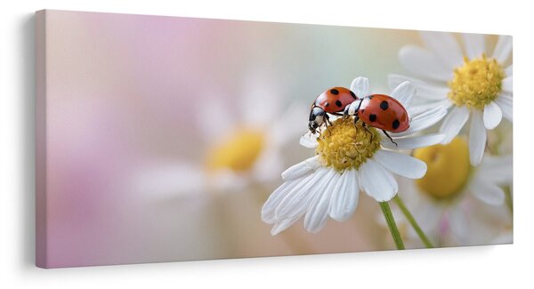 Quadro su tela – Prato fiorito primaverile