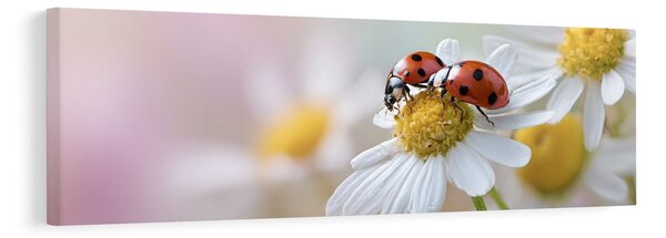 Quadro su tela – Natura piena di vita