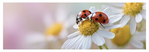 Quadro su tela – Natura piena di vita