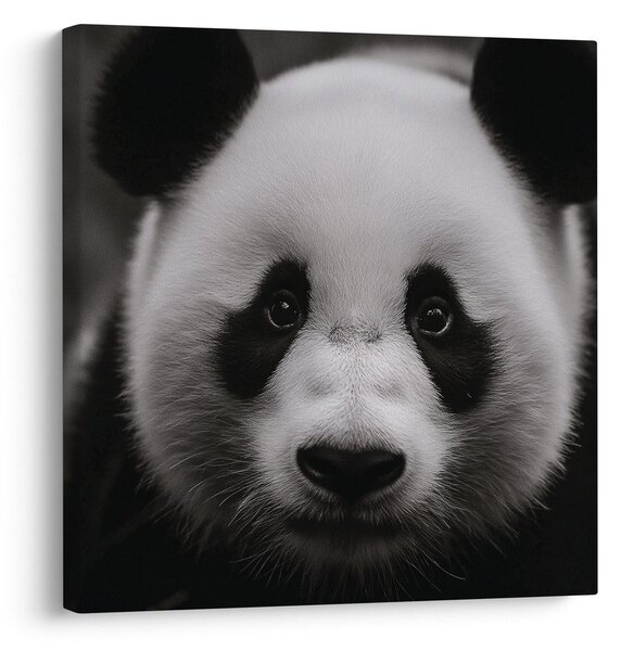 Quadro su tela – Panda su sfondo nero