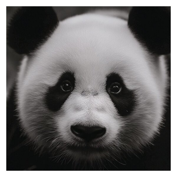 Quadro su tela – Panda su sfondo nero