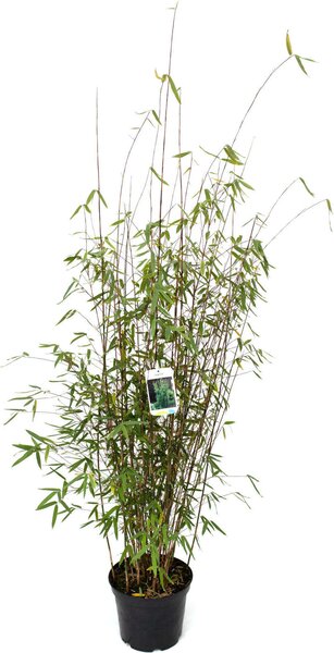 Bambù Fargesia 'Jiuzhaigou 4', vaso da 7,5 litri, altezza 100 - 125 cm