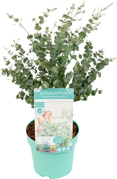 Eucalyptus Gunnii Azura, eucalipto, altezza 40-60 cm, vaso da 19 cm