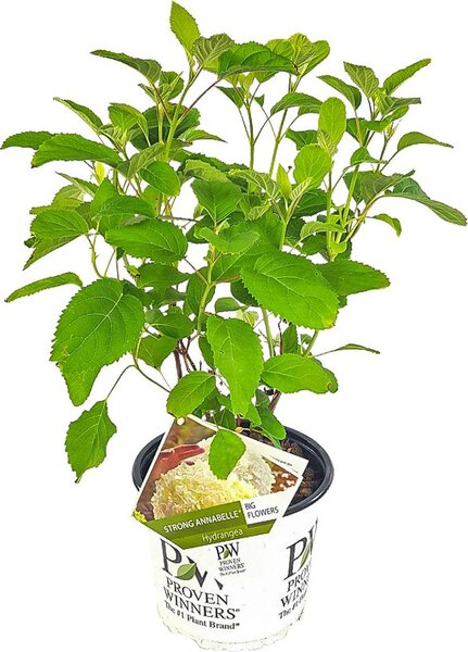 Idrangea Strong Annabelle, ortensia, colore bianco, altezza 40-50 cm, vaso da 19 cm