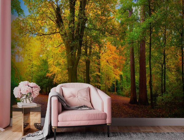 Carta da parati Inizio autunno, Carta da parati Foresta, u08547 : Uwalls.it