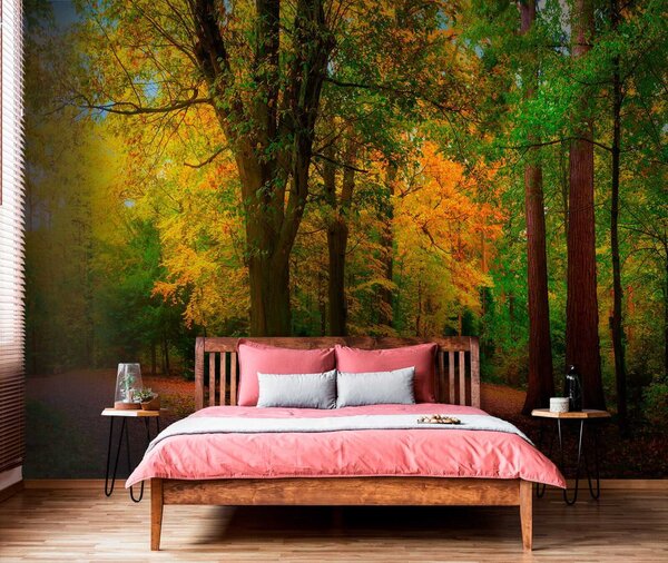Carta da parati Inizio autunno, Carta da parati Foresta, u08547 : Uwalls.it