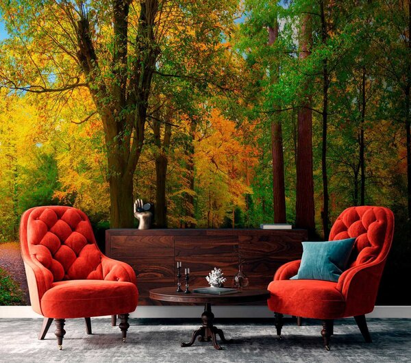 Carta da parati Inizio autunno, Carta da parati Foresta, u08547 : Uwalls.it