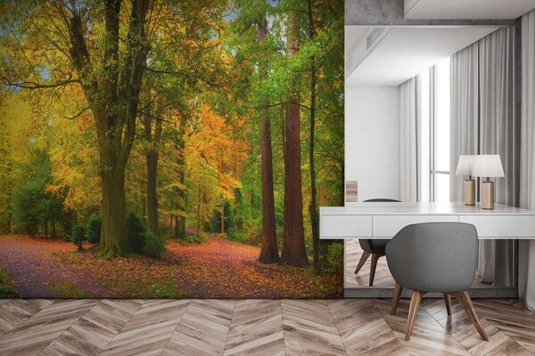Carta da parati Inizio autunno, Carta da parati Foresta, u08547 : Uwalls.it