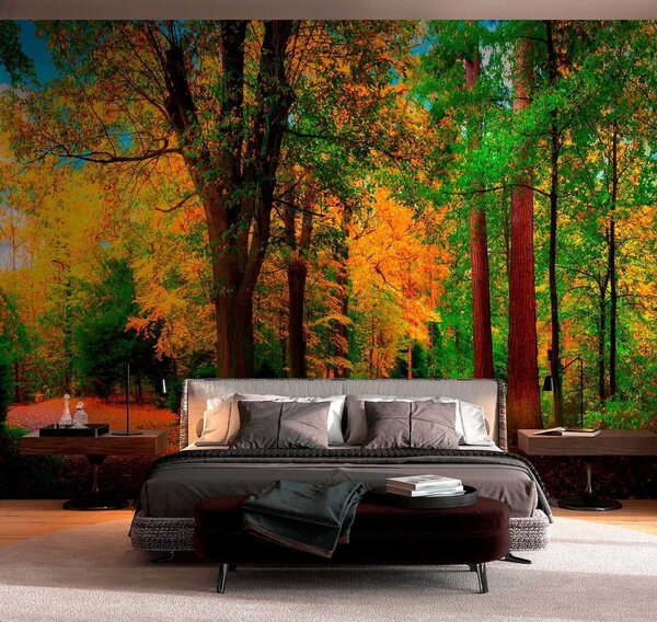 Carta da parati Inizio autunno, Carta da parati Foresta, u08547 : Uwalls.it