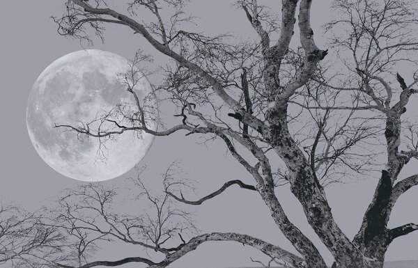 Carta da parati Albero con rami e luna sullo sfondo, Carta da parati Natura, Carta da parati popolare, u19208 - Tapeko.it