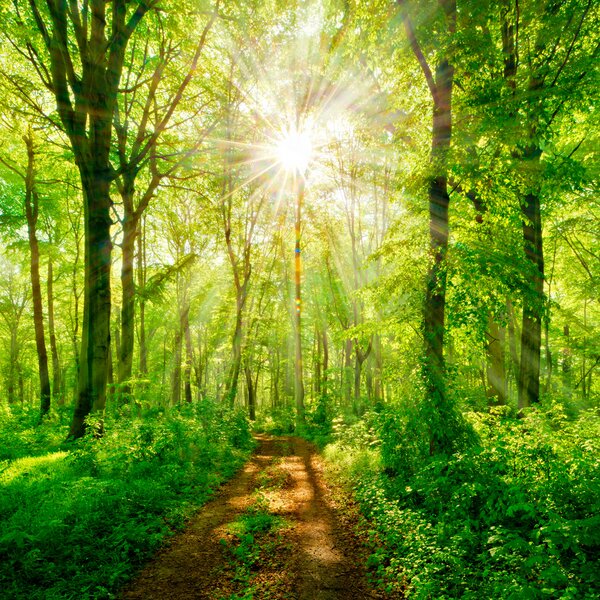 Carta da parati Sentiero attraverso un bosco con alberi e piante, Carta da parati Foresta, Carta da parati popolare, u22252 - Tapeko.it
