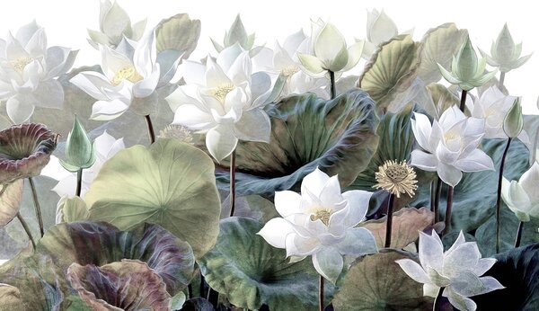 Carta da parati Gruppo di fiori bianchi e foglie verdi, Carta da parati Natura, Carta da parati popolare, u47962 - Tapeko.it
