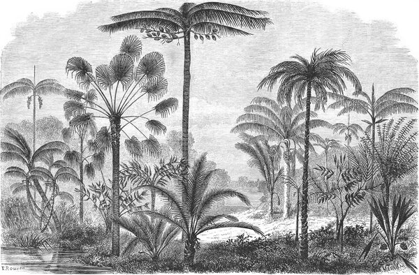 Carta da parati Disegno in bianco e nero di palme, Carta da parati Giungla, Carta da parati popolare, u52596 - Tapeko.it