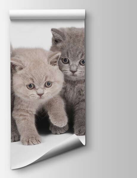 Carta da parati Gruppo di gattini in piedi, Carta da parati animali, Carta da parati popolare, u55076 - Tapeko.it