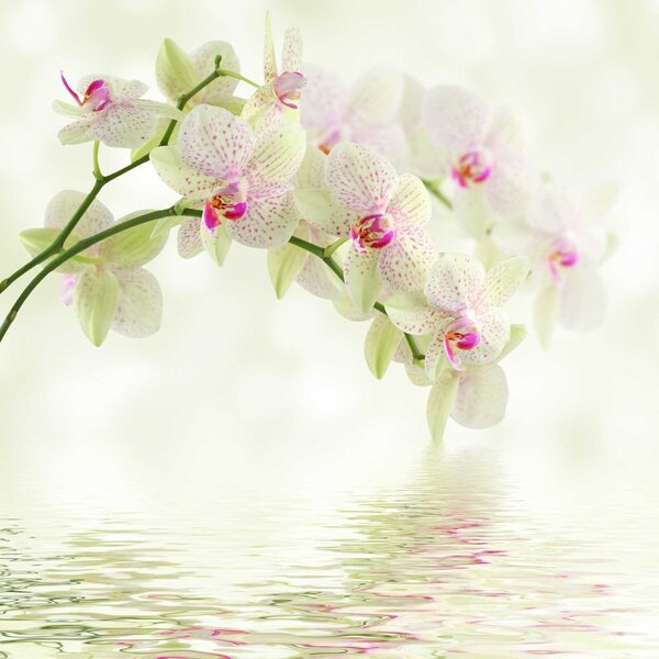 Carta da parati Delicate orchidee su acqua dolce, Carta da parati Floreale, Carta da parati popolare, u56335 - Tapeko.it