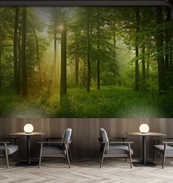 Carta da parati Silenzio nella foresta soleggiata, Carta da parati Natura, u57295 : Uwalls.it