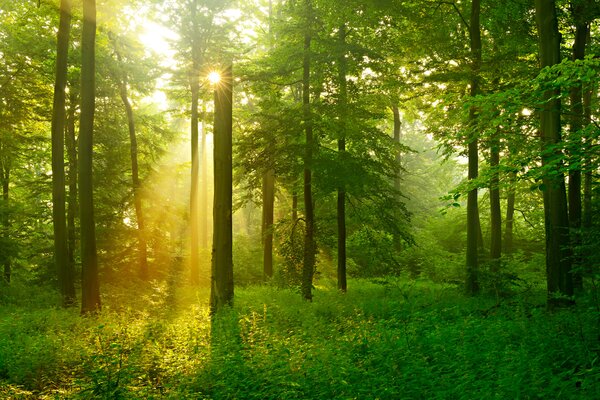 Carta da parati Il sole che illumina gli alberi, Carta da parati Natura, Carta da parati popolare, u57295 - Tapeko.it