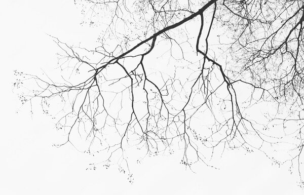 Carta da parati Ramo di albero senza foglie, Carta da parati Natura, Carta da parati popolare, u72718 - Tapeko.it