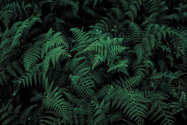 Carta da parati Felci rigogliose dalle tonalità verde intenso, Carta da parati Foglie, Carta da parati popolare, u73636 - Tapeko.it