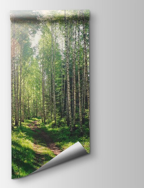 Carta da parati Sentiero attraverso una foresta di alberi, Carta da parati Foresta, Carta da parati popolare, u74235 - Tapeko.it