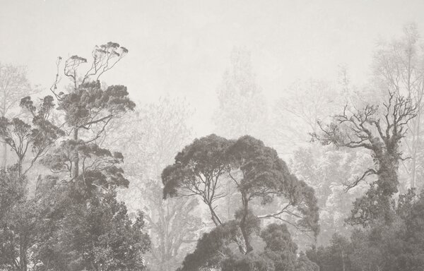 Carta da parati Gruppo di alberi nella nebbia, Carta da parati design, Carta da parati popolare, u79824 - Tapeko.it
