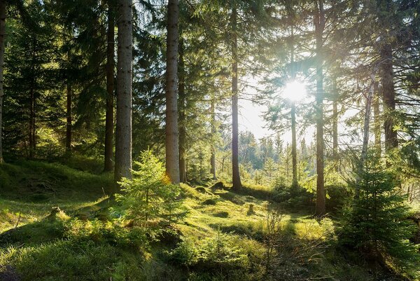 Carta da parati Il sole che illumina gli alberi, Carta da parati Foresta, Carta da parati popolare, u80015 - Tapeko.it