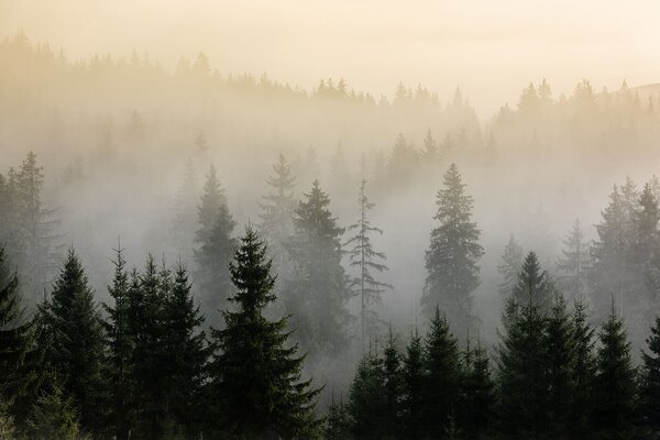 Carta da parati Foresta nebbiosa con alberi, Carta da parati Foresta, Carta da parati popolare, u96999 - Tapeko.it