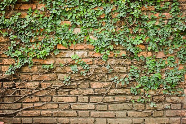 Carta da parati Un muro di mattoni su cui cresce l'edera, Carta da parati con effetto di cemento, Carta da parati popolare, u53037 - Tapeko.it