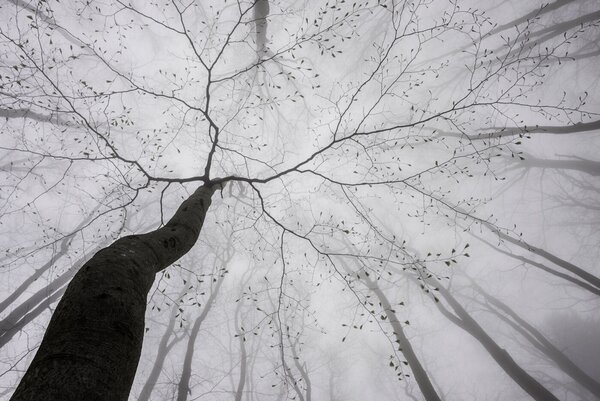 Carta da parati Guardare gli alberi nella nebbia, Carta da parati Foresta Nebbiosa, Carta da parati popolare, u97391 - Tapeko.it