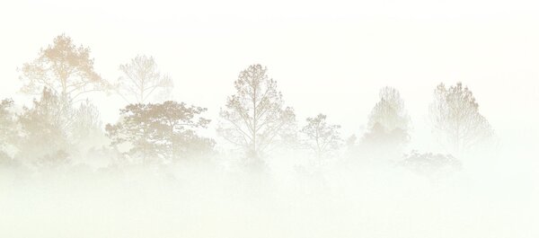 Carta da parati Alberi nella nebbia, Carta da parati Foresta Nebbiosa, Carta da parati popolare, u97405 - Tapeko.it
