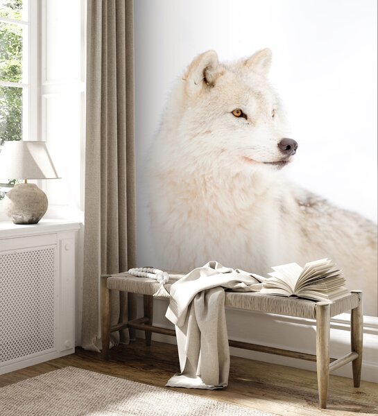 Carta da parati Arctic Wolf su uno sfondo bianco, Carta da parati Animali, u98189 : Uwalls.it