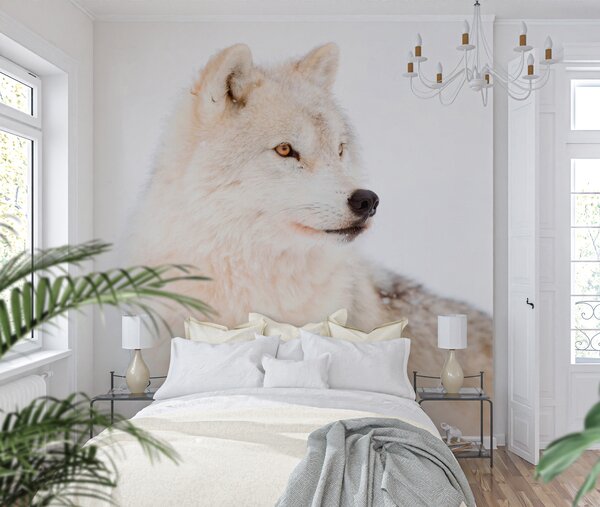 Carta da parati Arctic Wolf su uno sfondo bianco, Carta da parati Animali, u98189 : Uwalls.it
