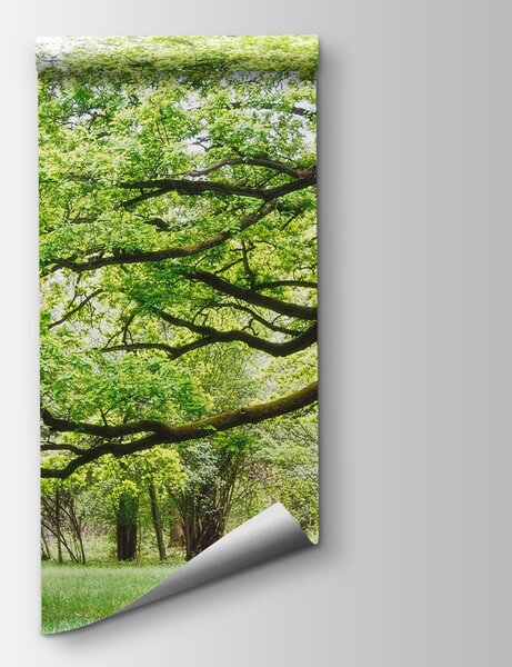 Carta da parati Un albero con foglie verdi, Carta da parati Alberi, Carta da parati popolare, u55659 - Tapeko.it