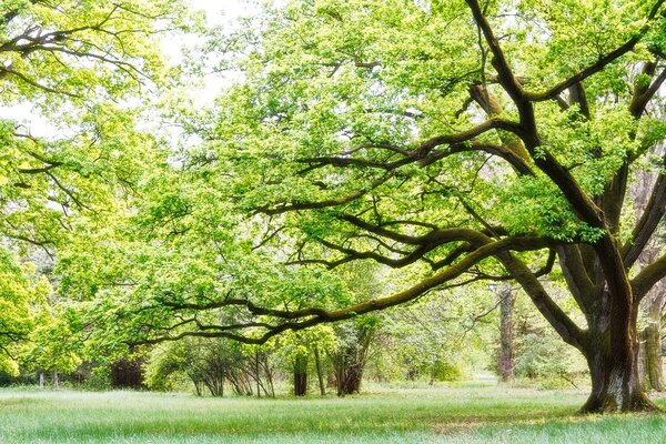 Carta da parati Un albero con foglie verdi, Carta da parati Alberi, Carta da parati popolare, u55659 - Tapeko.it