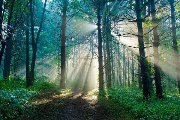 Carta da parati Il sole che illumina gli alberi di una foresta, Carta da parati Natura, Carta da parati popolare, u70959 - Tapeko.it