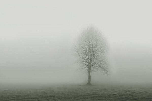 Carta da parati Albero in un campo di nebbia, Carta da parati Natura, Carta da parati popolare, w01660 - Tapeko.it