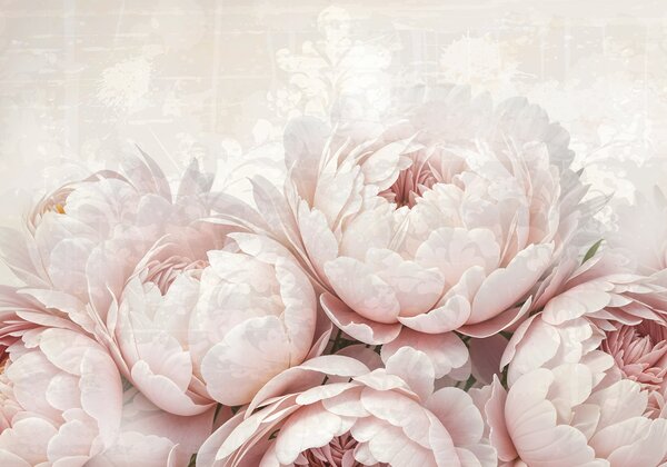 Carta da parati Peonie rosa tenue con petali delicati su uno sfondo vintage dalla texture leggera, Carta da parati Floreale, w08312 : Uwalls.it