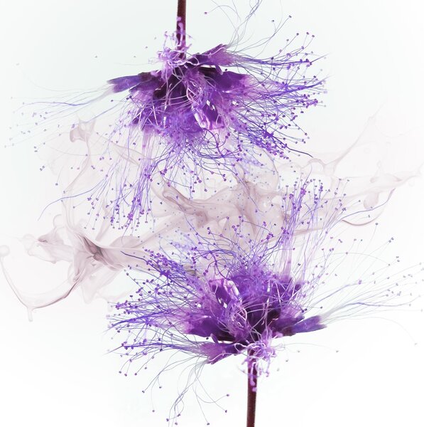 Carta da parati Fiori viola con schizzi viola, Carta da parati acquerello sul muro, Carta da parati popolare, w02137v1 - Tapeko.it