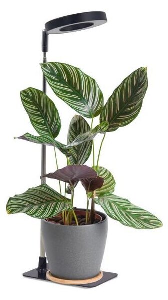 Lampada LED da tavolo dimmerabile per coltivazione piante VERDI LED/5W/5V 1300K, nera