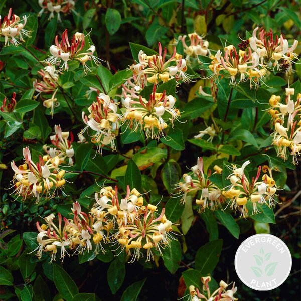 Lonicera Henryi, Caprifoglio, colore arancione/rosso, altezza 50-70 cm, vaso da 15 cm