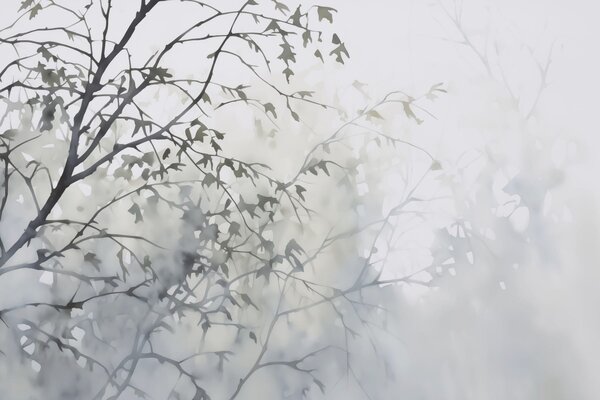 Carta da parati Albero con foglie nella nebbia, Carta da parati Foresta Betulle, Carta da parati popolare, w03175 - Tapeko.it