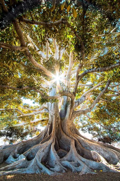 Carta da parati Un albero maestoso alla luce del sole, Carta da parati Natura, Carta da parati popolare, u01271 - Tapeko.it