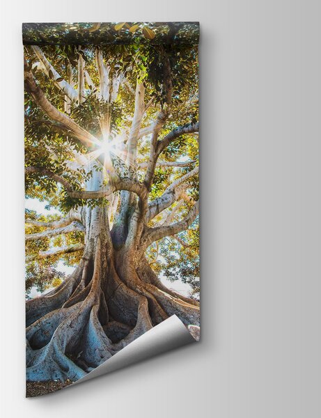 Carta da parati Un albero maestoso alla luce del sole, Carta da parati Natura, Carta da parati popolare, u01271 - Tapeko.it